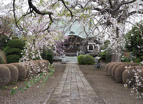 円蔵院「桜華苑」